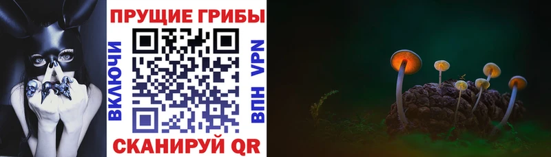 Галлюциногенные грибы ЛСД  купить закладку  мега как войти  Бокситогорск 
